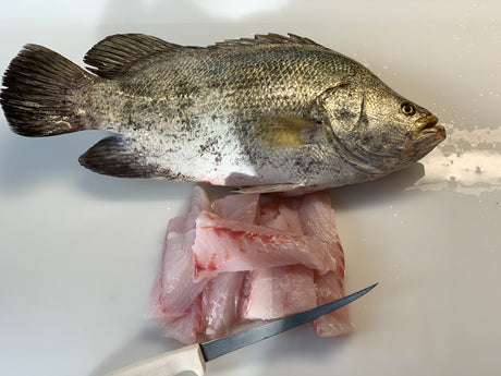 Florida “Atlantic” Tripletail | Williamson Outfitters