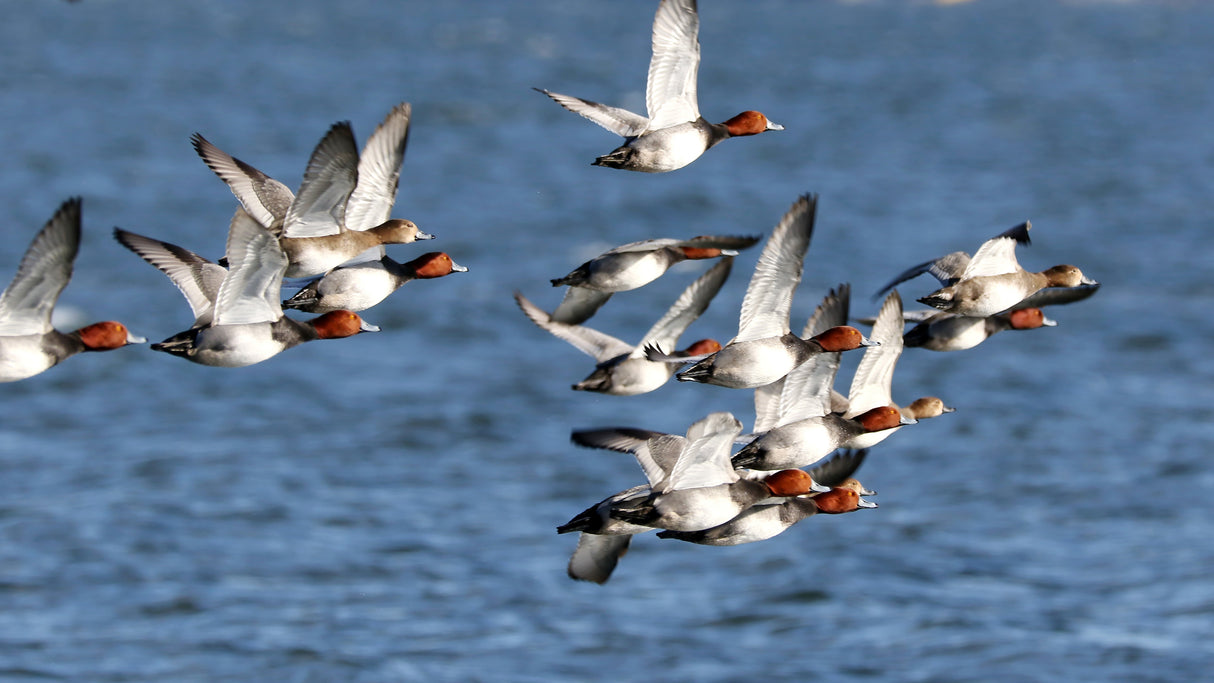 DISCOUNTED TRIPS AVAILABLE FOR AUCTION