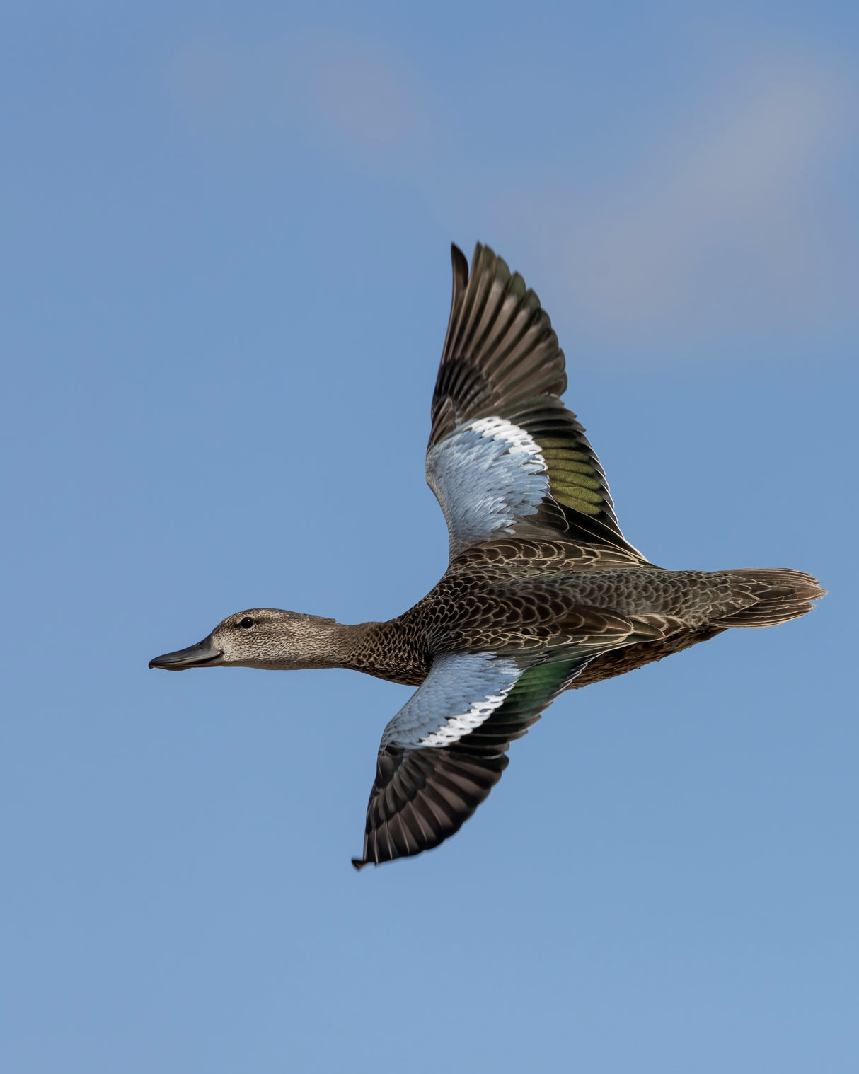 Early Season Teal & Wood Duck Hunting, Sept. 19-23, 2026 (BOOKING DEPOSIT $75 per person)