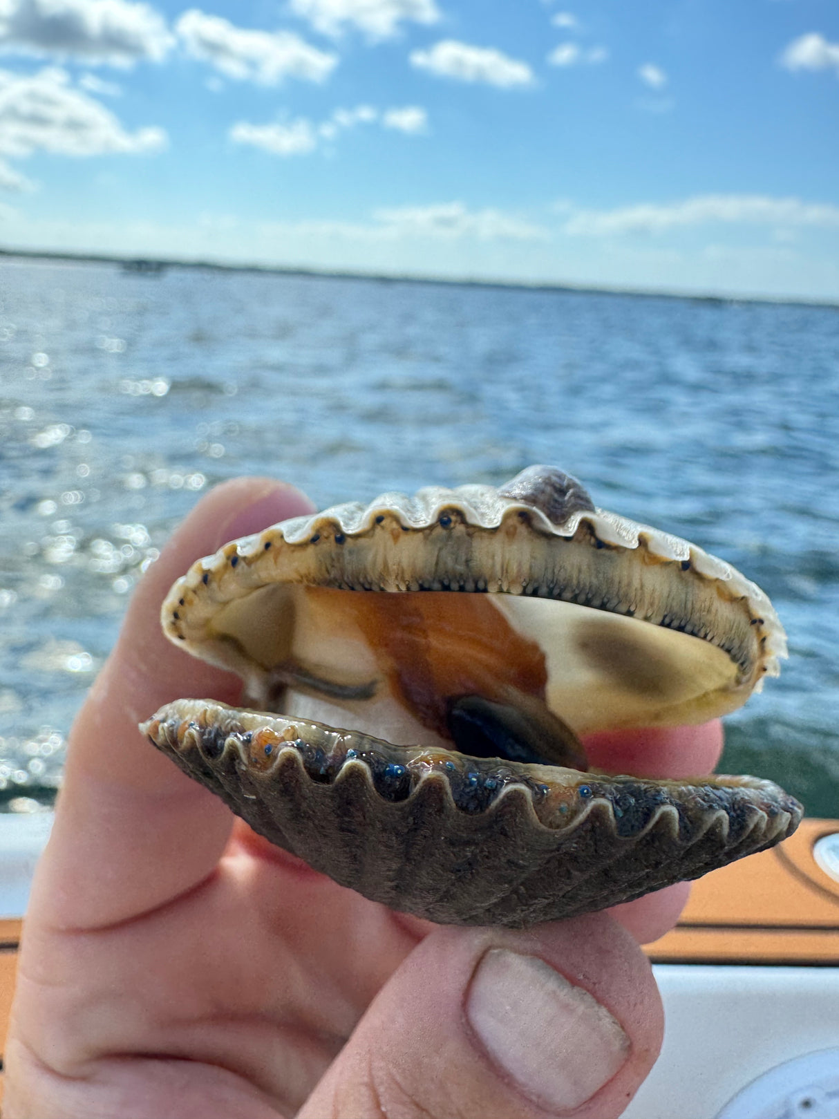 Tours & Cruises: 4 Hour Trips $550 (BOOKING DEPOSIT $150)