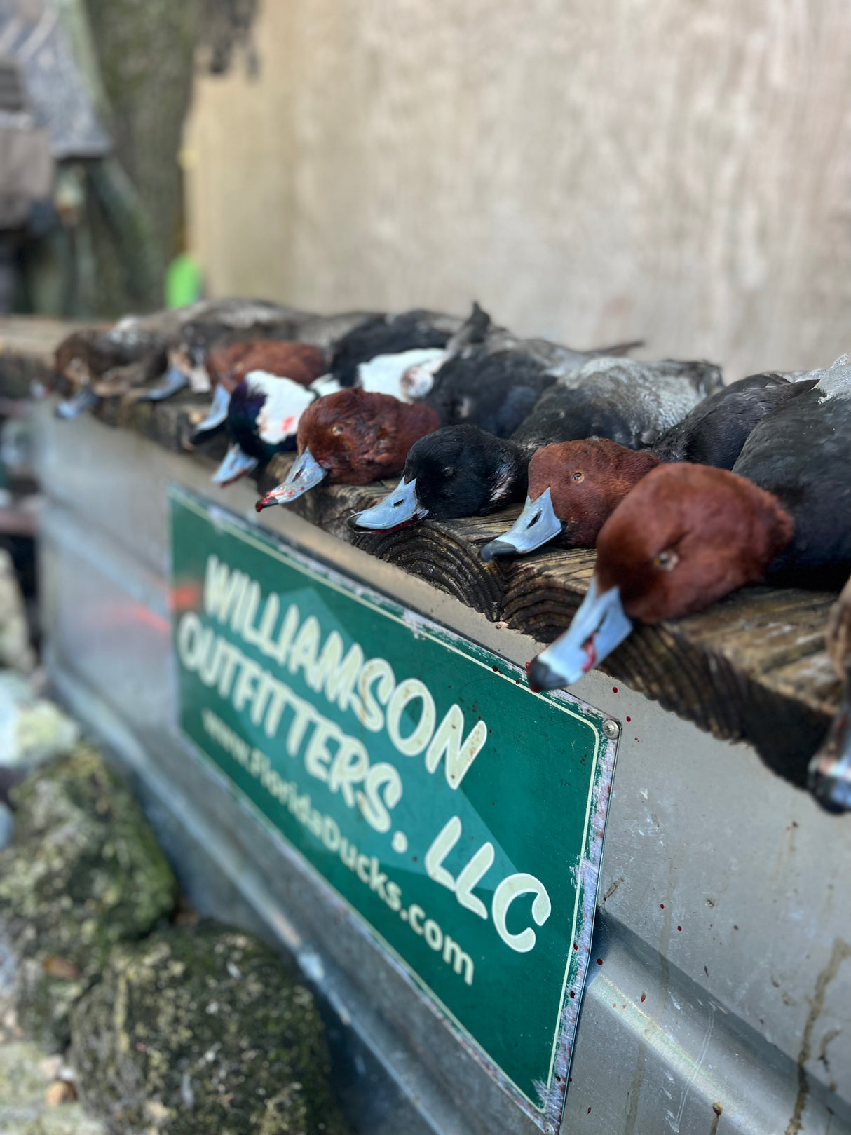 Arranged Duck Hunts for Solo Hunters: HALF & FULL Day Hunts (BOOKING DEPOSIT)