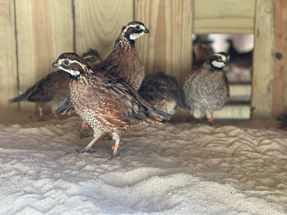 Lodging with Williamson Outfitters