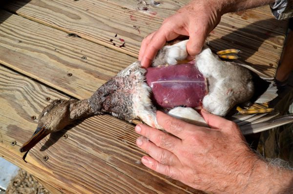Duck Cleaning