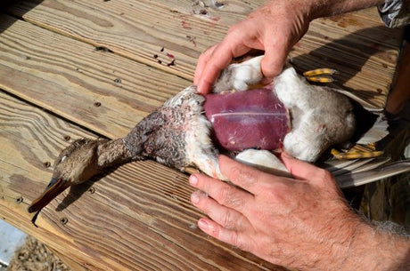 Duck Cleaning