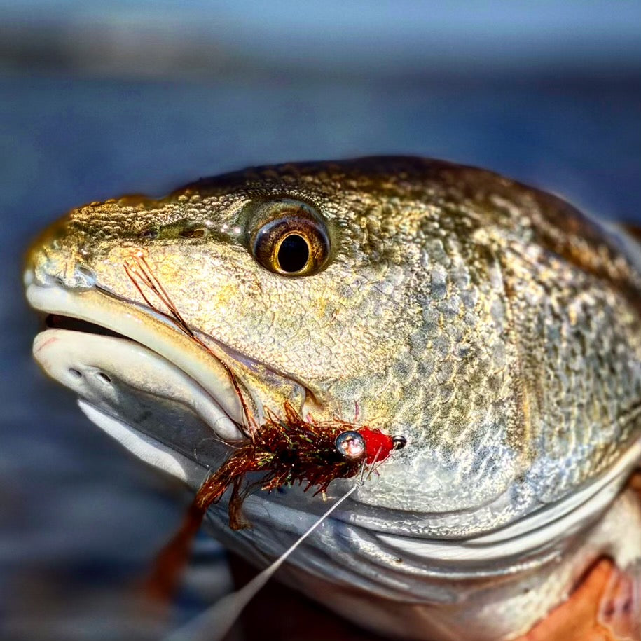 North Florida “Cast-N-Blast”: Duck Hunting & Inshore Fishing Combo (Nov.thru Jan.)