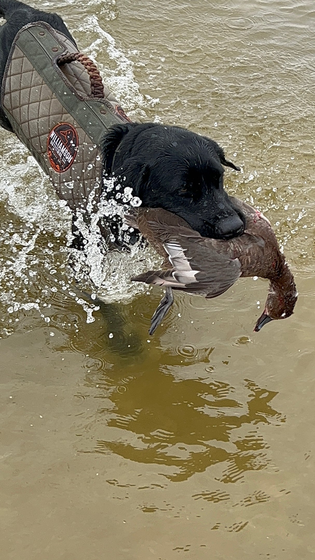 North Florida Duck Hunt (FULL Day Hunt: November - January)