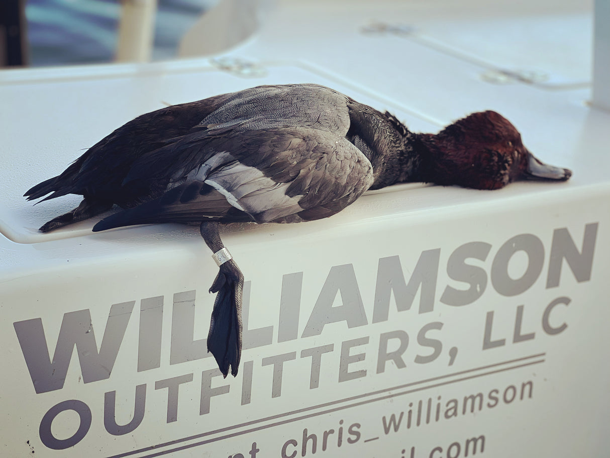 North Florida Duck Hunt (HALF Day Hunt: November - January)
