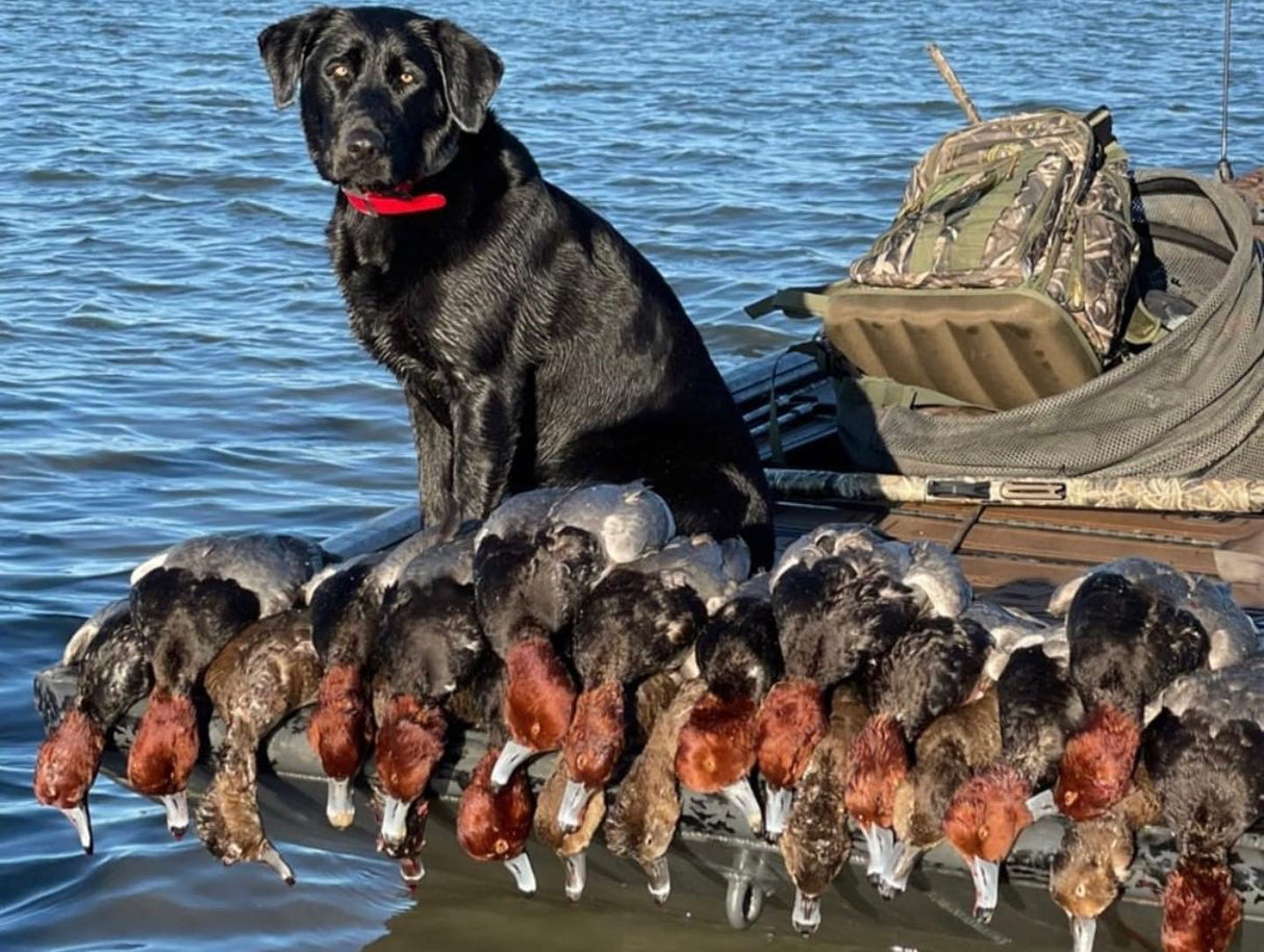 North Florida Duck Hunt (FULL Day Hunt: November - January)