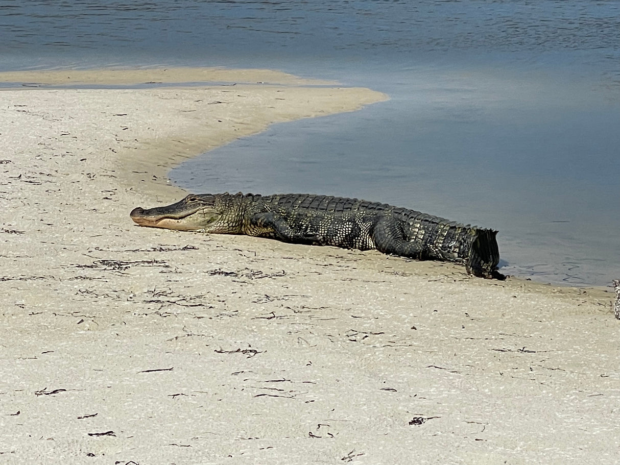 Tours & Cruises: 4 Hour Trips $550 (BOOKING DEPOSIT $150)