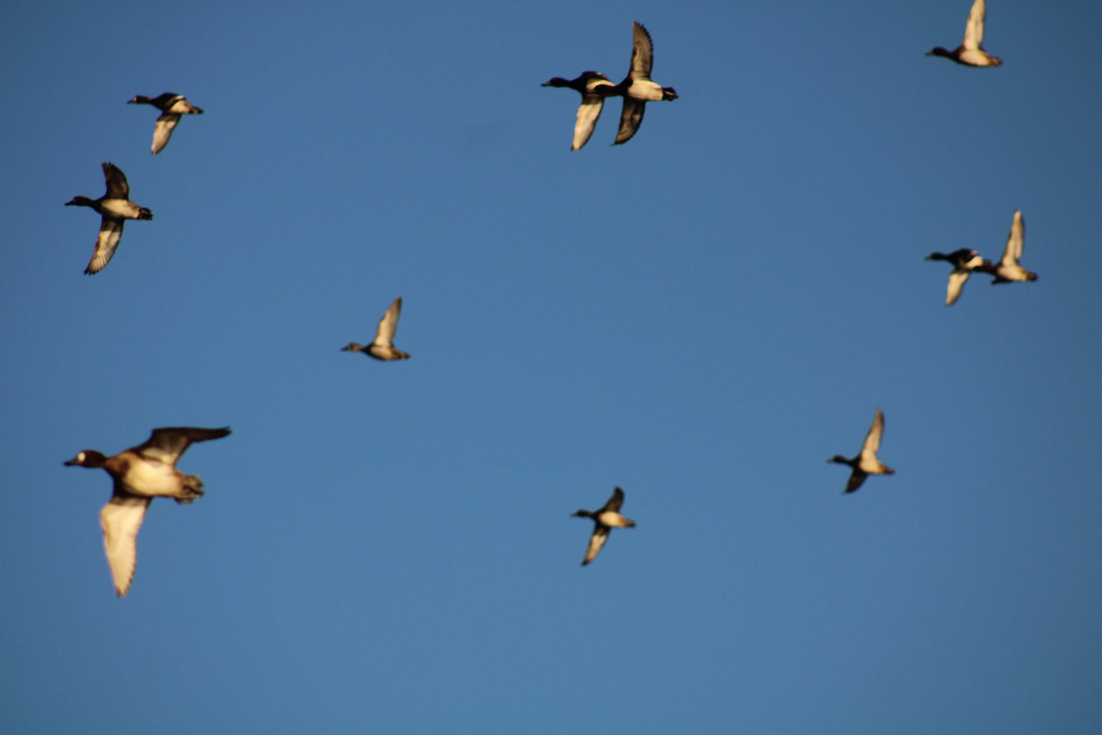 FAQ's | Duck Hunting with Williamson Outfitters