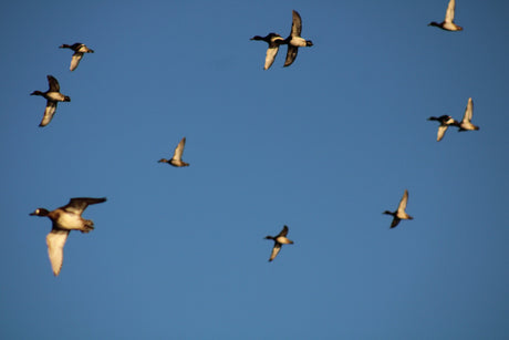 FAQ's | Duck Hunting with Williamson Outfitters