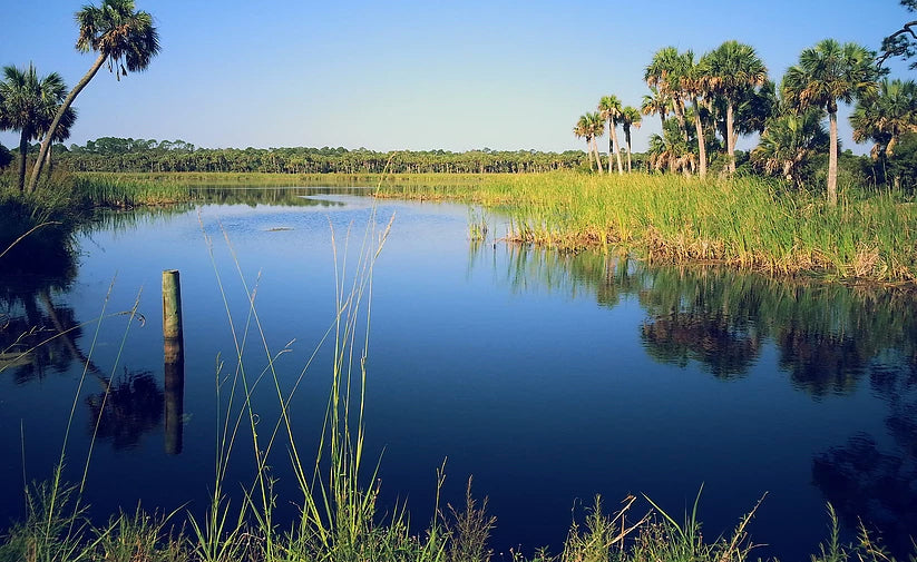 St. Vincent Island: The Forgotten Coast's Best Kept Secret