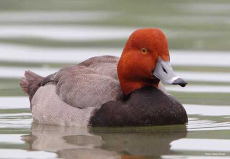 Redhead Ducks of North Florida | Williamson Outfitters
