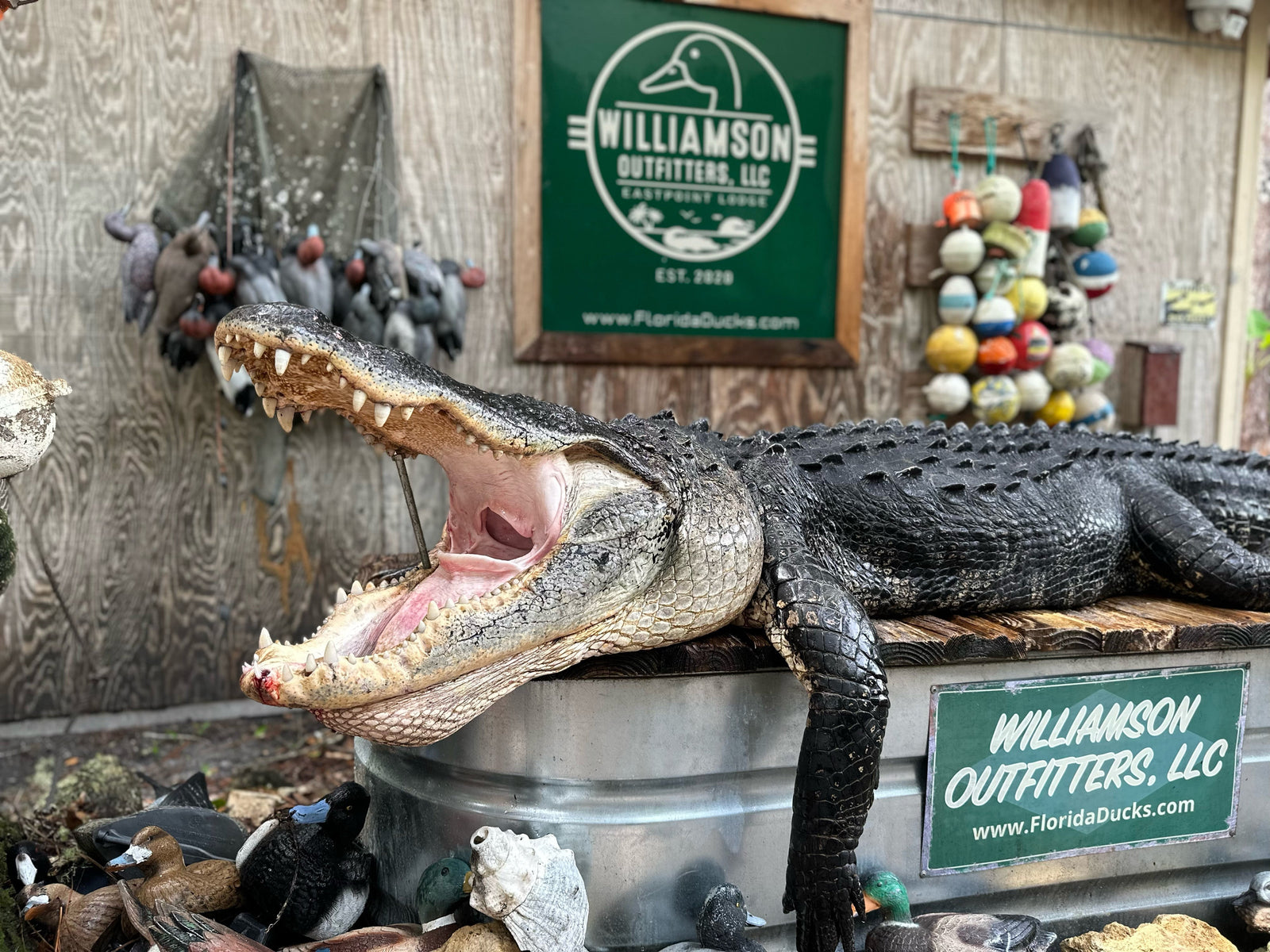 FAQ's | Gator Hunting with Williamson Outfitters
