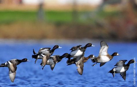 Bluebill Ducks (Scaup) of North Florida | Williamson Outfitters
