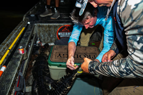 How to Apply for Florida Alligator Hunting Permits (Step-by-Step Guide)
