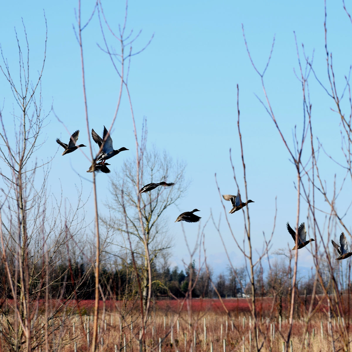 Florida Panhandle Duck Hunting Guides Williamson Outfitters