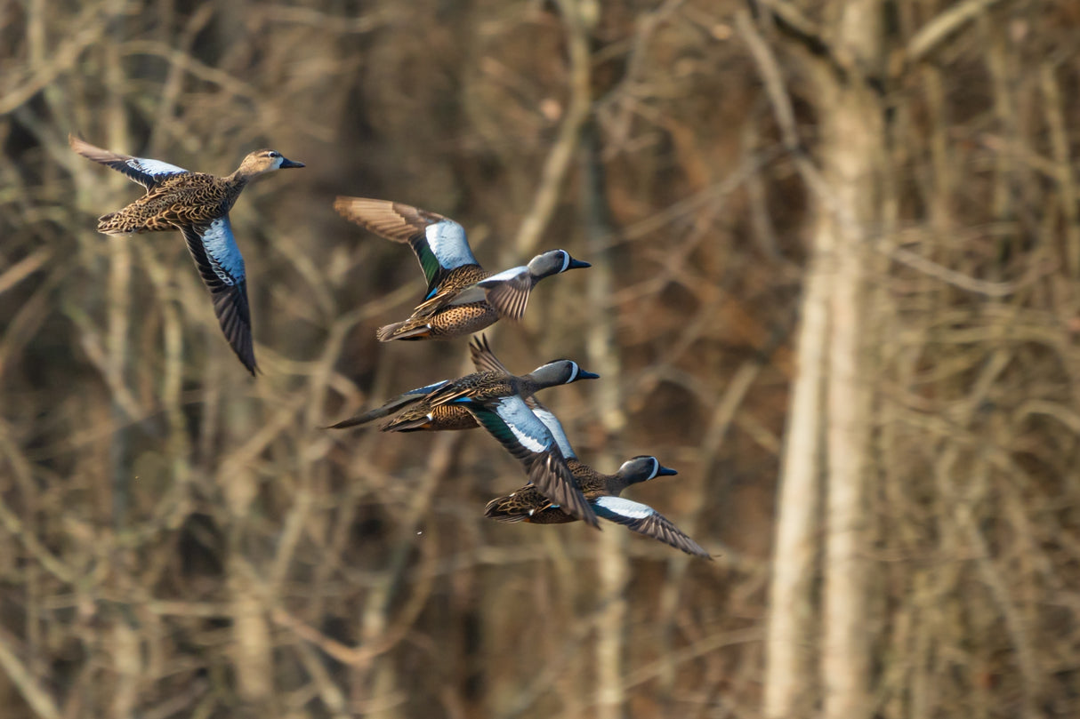 Early Season Teal & Wood Duck Hunting, Sept. 19-23, 2026 (BOOKING DEPOSIT $75 per person)