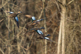 Early Season Teal & Wood Duck Hunting, Sept. 19-23, 2026 (BOOKING DEPOSIT $75 per person)