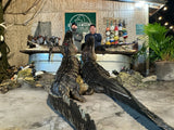 North Florida Gator Hunt: 6 hrs, Aug. thru Oct. [25% BOOKING DEPOSIT]