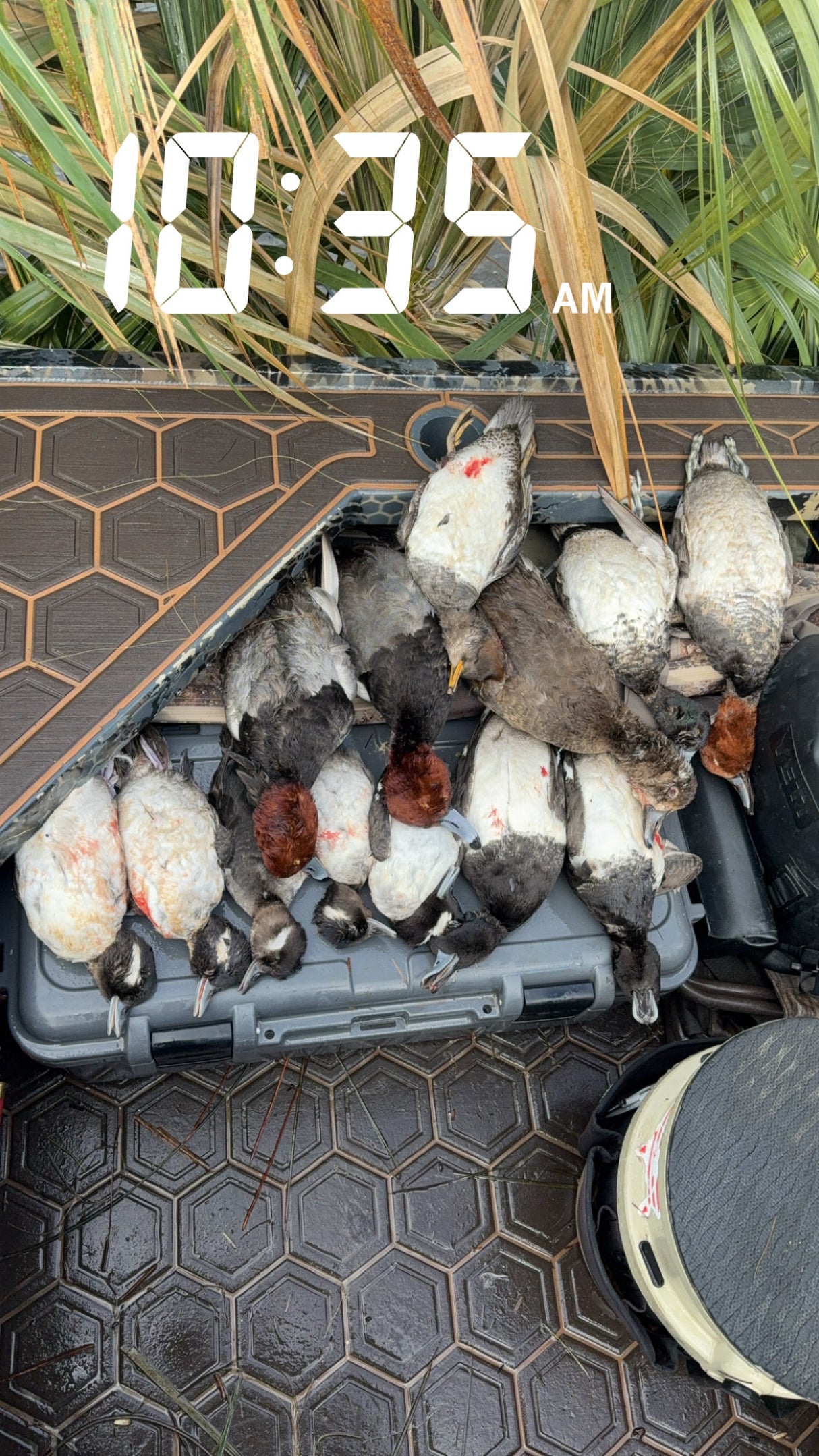 North Florida Duck Hunt (HALF Day Hunt: November - January)