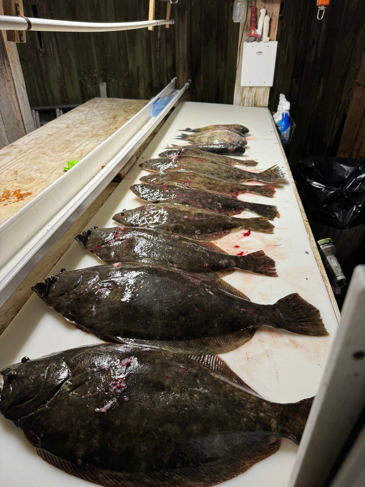 North Florida Flounder Gigging: 4 Hr Trip $600, Mar. to Nov. [30% BOOKING DEPOSIT]