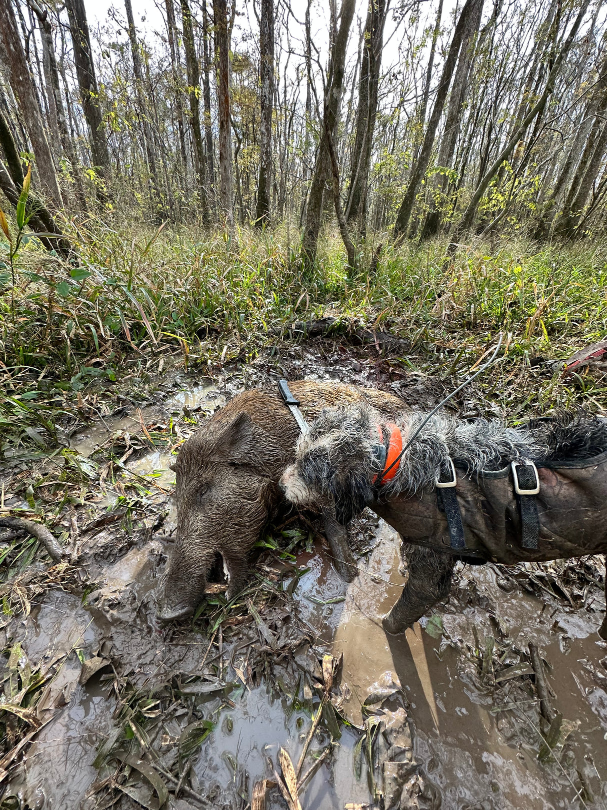 Florida Panhandle Hog Hunting: 6 hrs [30% BOOKING DEPOSIT]