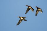 Early Season Teal & Wood Duck Hunting, Sept. 19-23, 2026 (BOOKING DEPOSIT $75 per person)