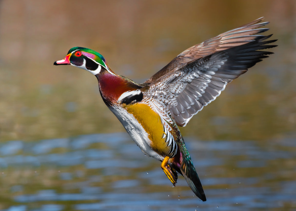 Early Season Teal & Wood Duck Hunting, Sept. 19-23, 2026 (BOOKING DEPOSIT $75 per person)