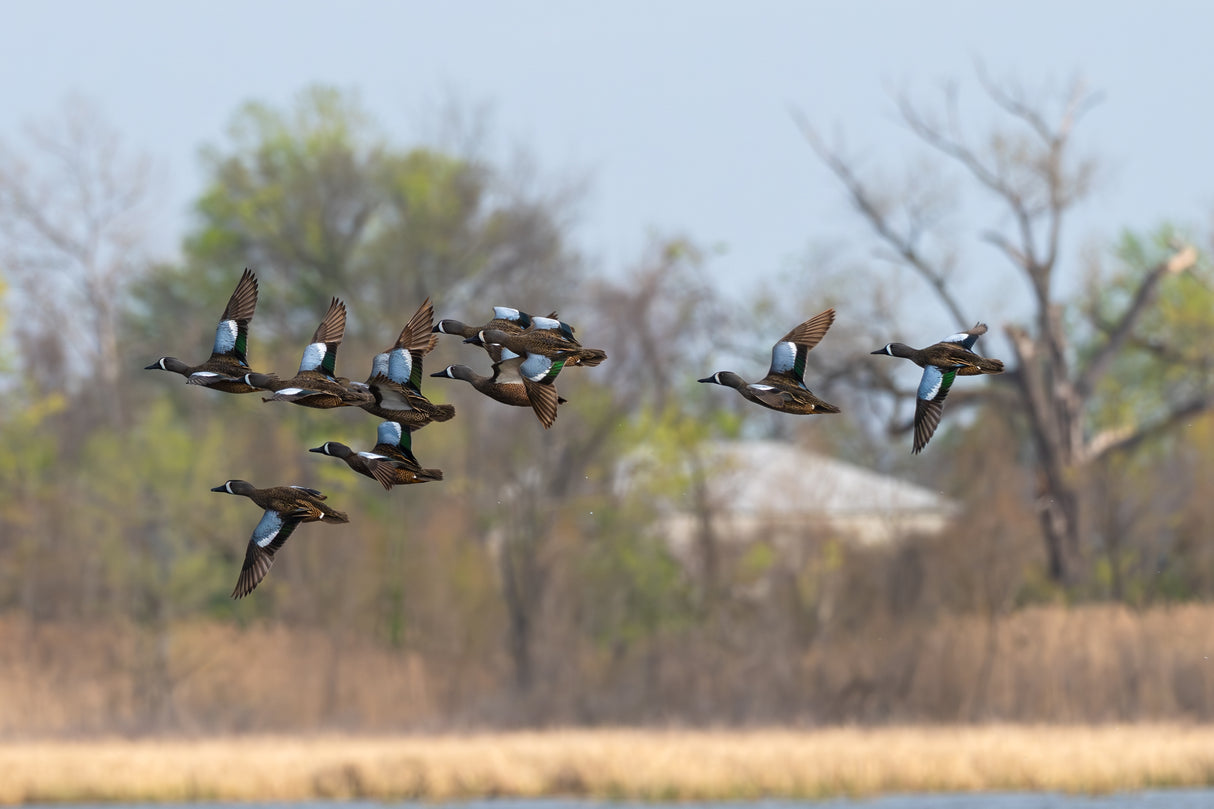 Early Season Teal & Wood Duck Hunting, Sept. 19-23, 2026 (BOOKING DEPOSIT $75 per person)