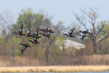 Early Season Teal & Wood Duck Hunting, Sept. 19-23, 2026 (BOOKING DEPOSIT $75 per person)