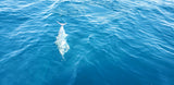 North Florida King Mackerel Fishing: 6 Hr Trip $1,050 , July and Aug. [$300 BOOKING DEPOSIT]