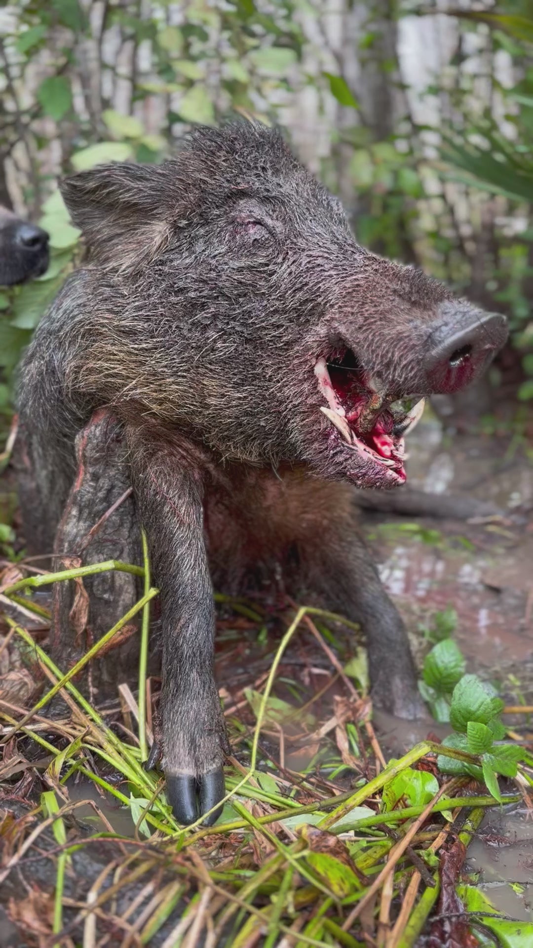 Florida Panhandle Hog Hunting: 6 hrs [30% BOOKING DEPOSIT]