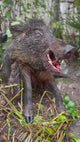 Florida Panhandle Hog Hunting: 6 hrs [30% BOOKING DEPOSIT]