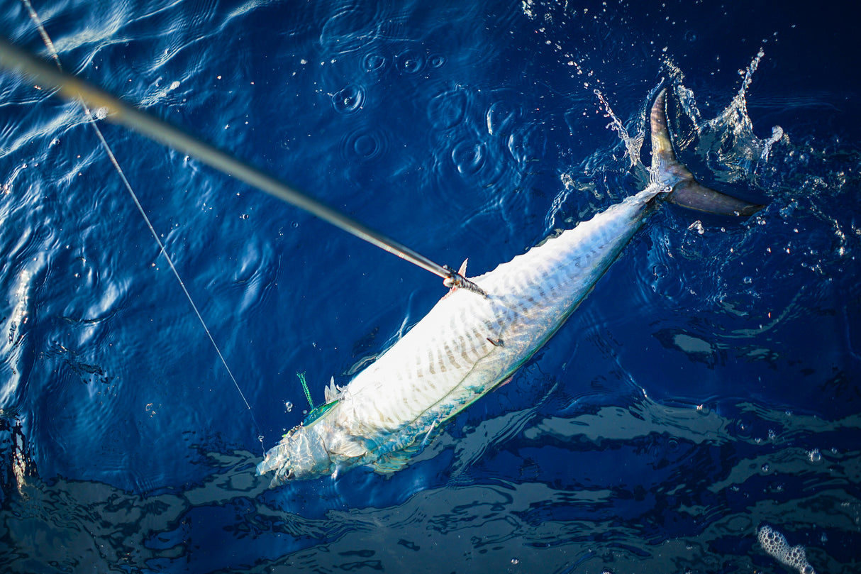 North Florida King Mackerel Fishing: 6 Hr Trip $1,050 , July and Aug. [$300 BOOKING DEPOSIT]