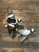 Load image into Gallery viewer, North Florida Layout Hunt for Buffleheads (Half Day Hunt: Nov. thru Jan.)