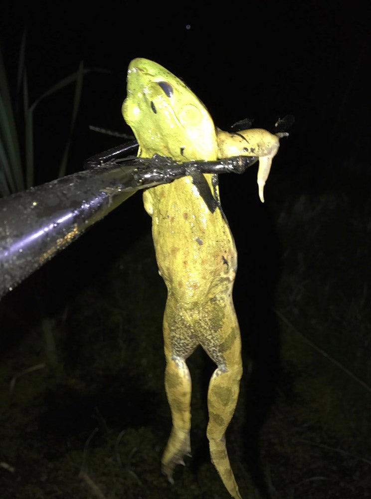 North Florida Frog Gigging: 4 Hr Trip $550, May thru Sept. [30% BOOKING DEPOSIT]