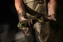 Load image into Gallery viewer, North Florida Frog Gigging: 4 Hr Trip $550, May thru Sept. [30% BOOKING DEPOSIT]