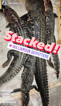 Load image into Gallery viewer, North Florida Gator Hunt: 6 hrs, Aug. thru Oct. [25% BOOKING DEPOSIT]