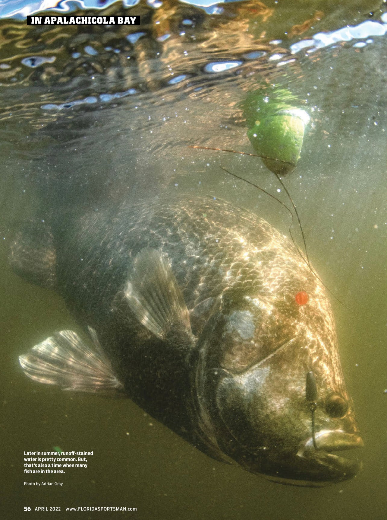 North Florida Tripletail Fishing: 6 Hr Trip $750, April thru Sept