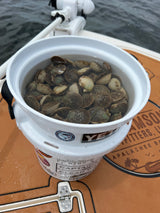“Shells-N-Scales” - Scalloping & Inshore Fishing Combo: 8 Hr Trip $950, July thru Sept. [30% BOOKING DEPOSIT]