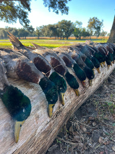 North Florida Mallard Shoots (BOOKING DEPOSIT)