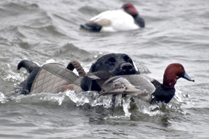 North Florida Duck Hunt (HALF Day Hunt: November - January)