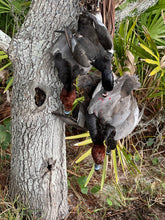 Load image into Gallery viewer, North Florida Duck Hunt (FULL Day Hunt: November - January)