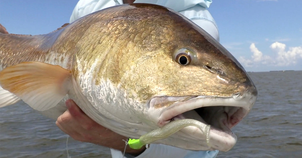 North Florida Redfish & Trout Fishing: 6 Hr Trip $650 [30% BOOKING DEPOSIT]