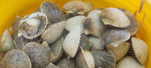 Load image into Gallery viewer, “Shells-N-Scales” - Scalloping &amp; Inshore Fishing Combo: 8 Hr Trip $950, July thru Sept. [30% BOOKING DEPOSIT]