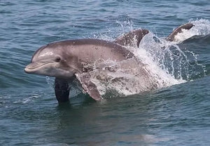 Boat Rides & Tours: 3+ Hr Trip $395, All Year [30% BOOKING DEPOSIT]