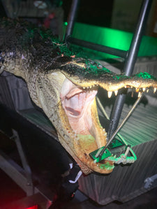 North Florida Gator Hunt: 6 hrs, Aug. thru Oct. [25% BOOKING DEPOSIT]