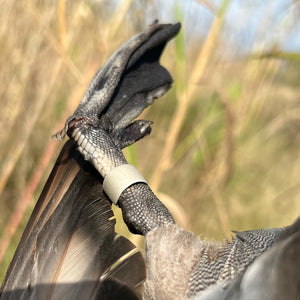 North Florida Duck Hunt (FULL Day Hunt: November - January)
