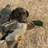 North Florida Mallard Shoots (BOOKING DEPOSIT)